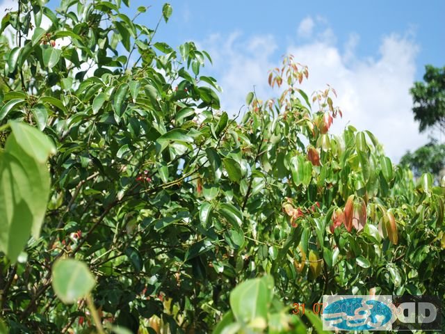 our-plantations_00009.jpg